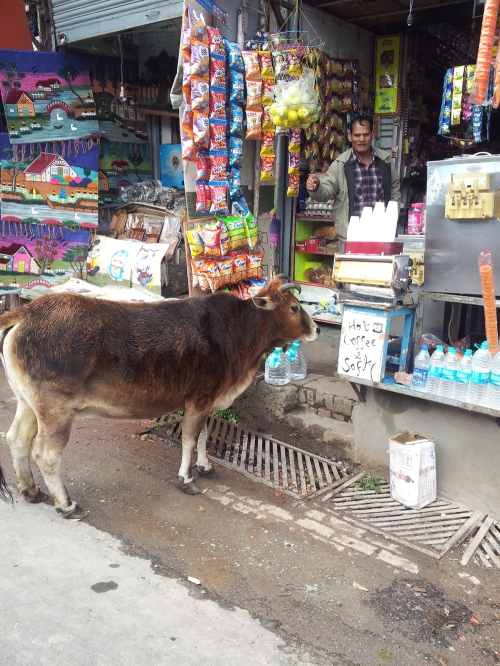 cow shopping